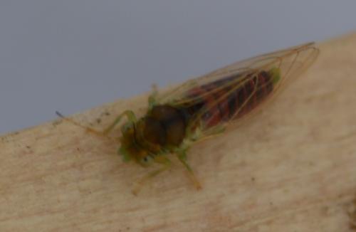 Cacopsylla sp.